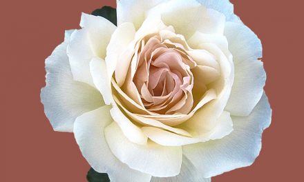 Makna Mendalam Bunga Mawar Putih